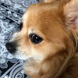 Meet your Posher, Sherrie